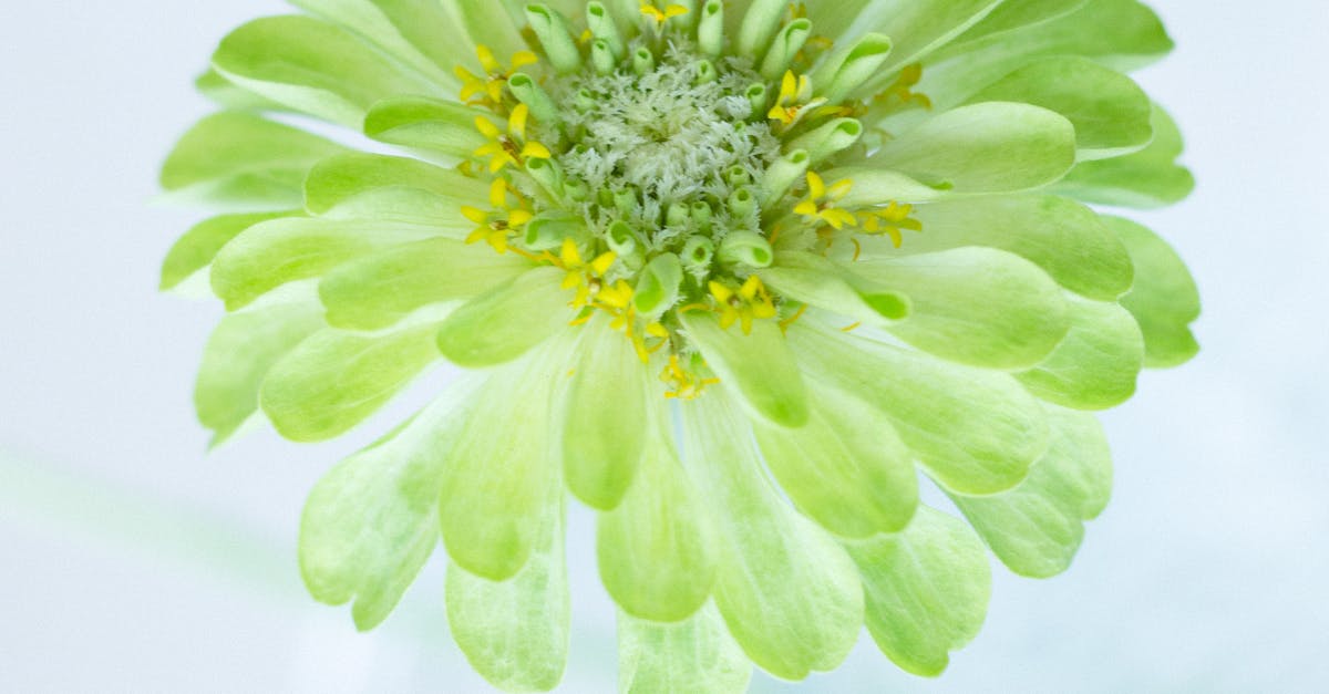 Creating a Naturalistic Garden Design