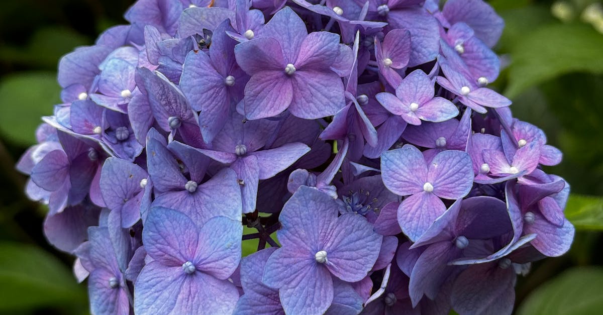 Creating Focal Points with Plants and Hardscape Elements