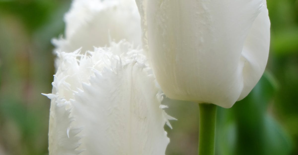 Creating Seamless Flow in Garden Design