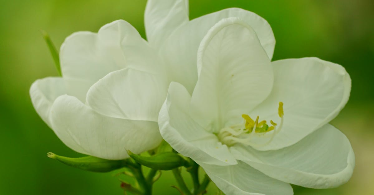 Creating Seamless Transitions in Landscape Gardening