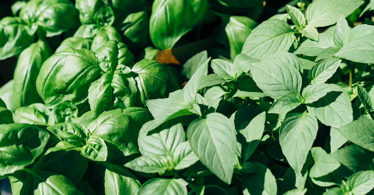 Design Principles for Effective Focal Points in Landscape Gardening