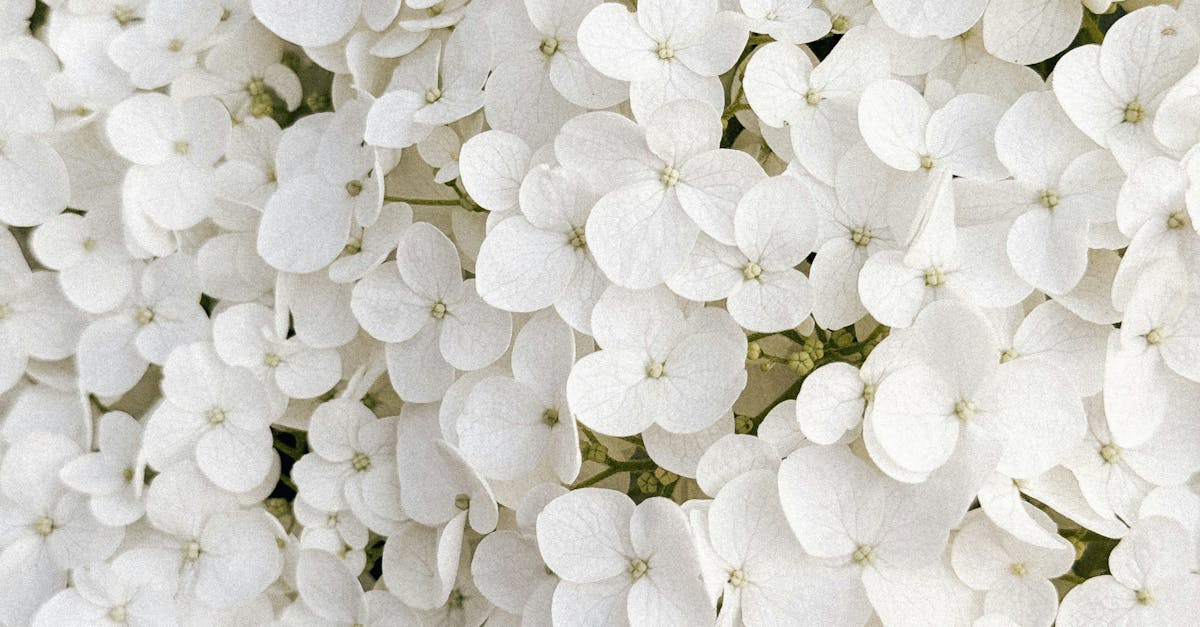 Embracing Simplicity in Garden Layouts