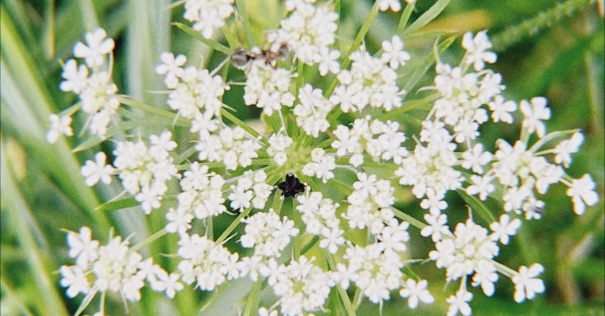 Emphasizing Focal Elements in Different Seasons