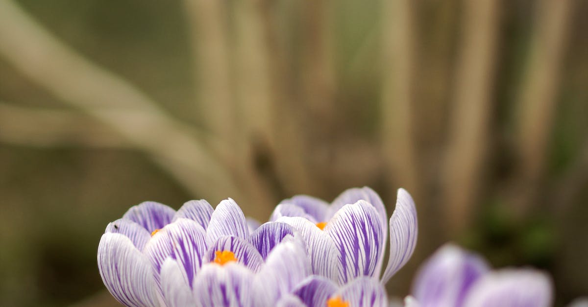 Importance of Rhythm in Landscape Gardening