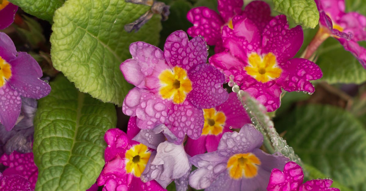 Key Elements of Informal Balance in Garden Design