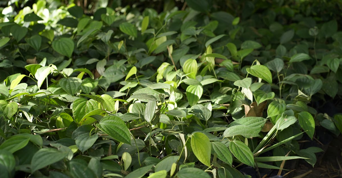 Managing Transitions Between Hard and Soft Landscaping