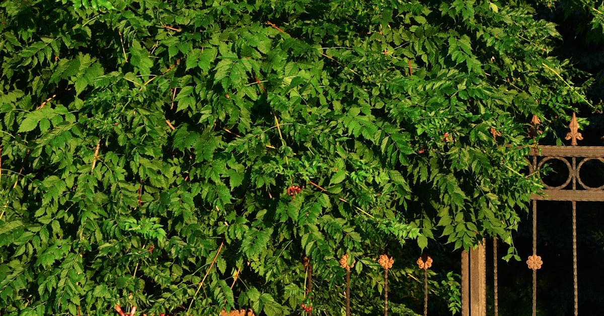 Principles of Naturalistic Landscape Gardening