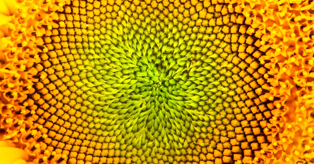 Symmetrical Planting Schemes for Balanced Garden Design