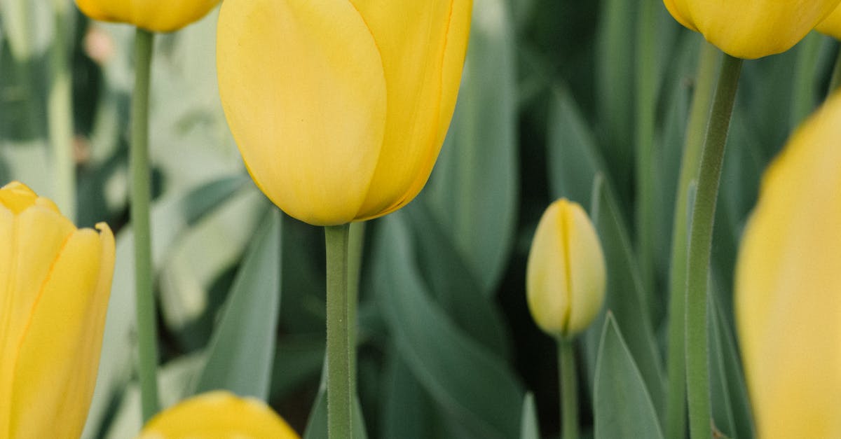 The Art of Symmetrical Design in Garden Landscaping