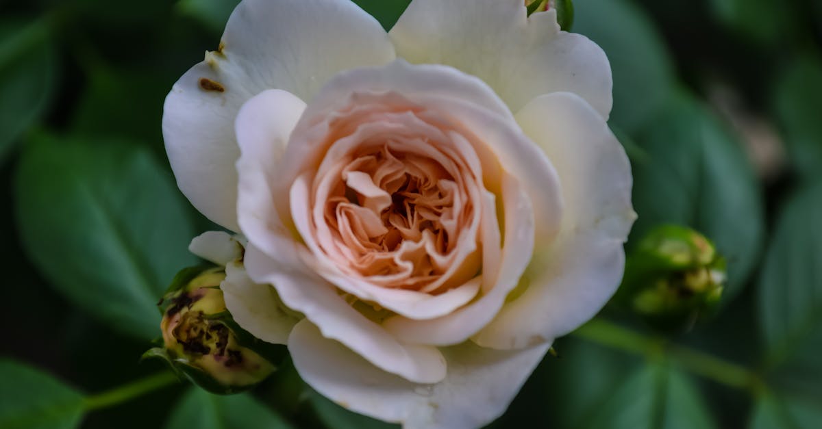 Understanding Radial Balance in Landscape Gardening