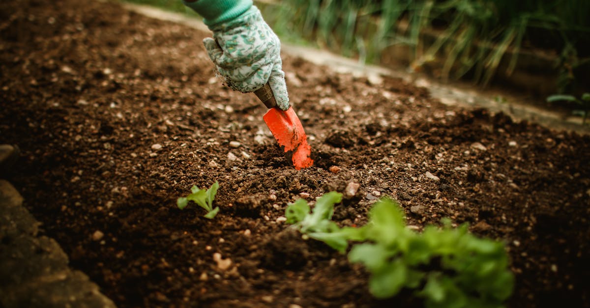 Understanding the Dynamics of Rhythm in Garden Design