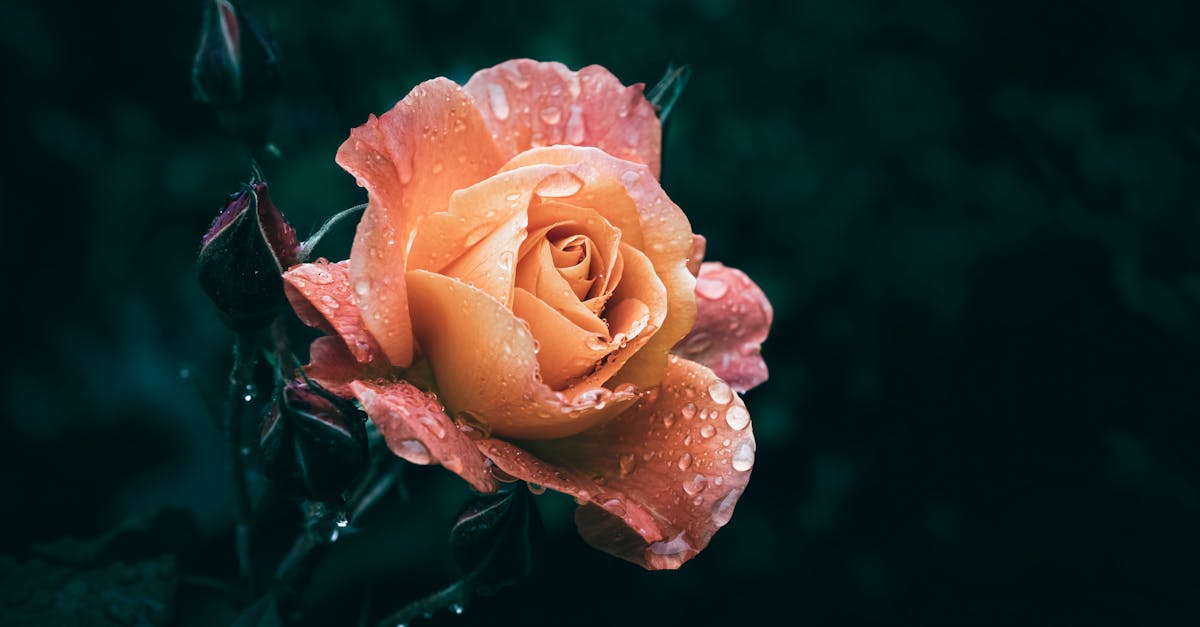 Using Focal Points to Enhance Visual Appeal in Gardens