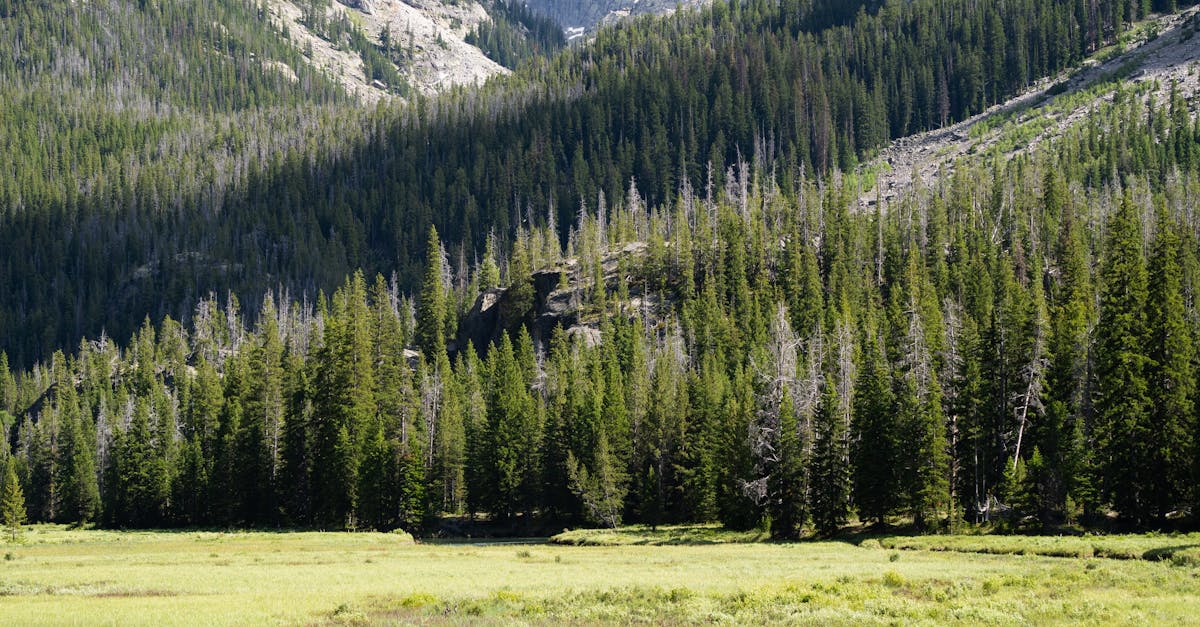 Utilising Symmetrical Design Techniques in Garden Planning