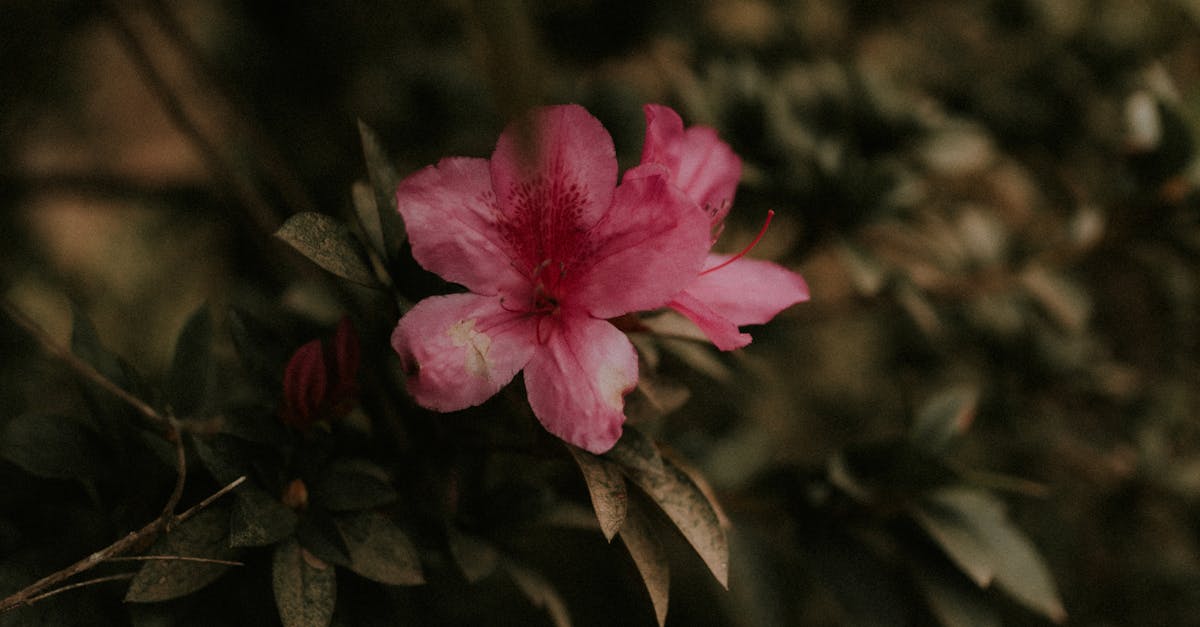 Water Features as Transitions in Landscape Design